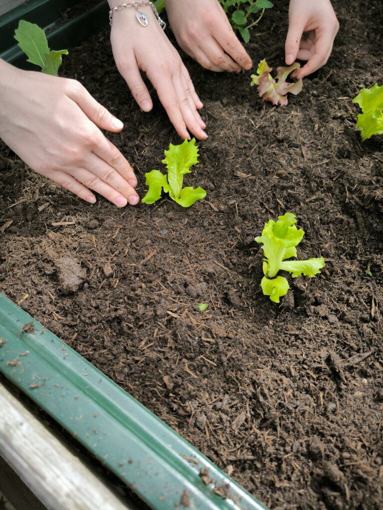 Wir machen das Hochbeet bunt!